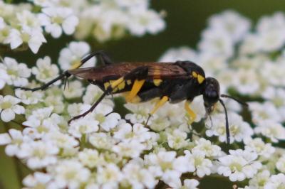 Mouche-à-scie à trois bandes jaunes