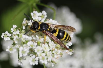 <i>Ancistrocerus</i>