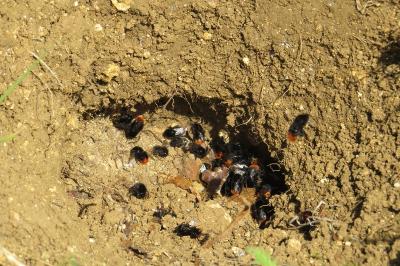 Bourdon des pierres
