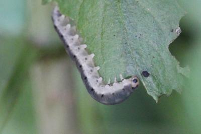 <i>Macrophya alboannulata</i>