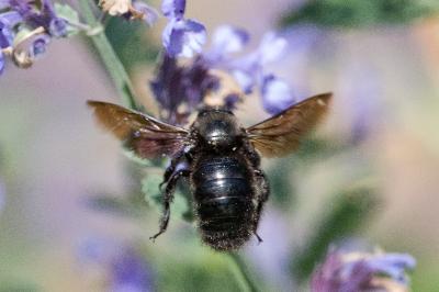Xylocope violette