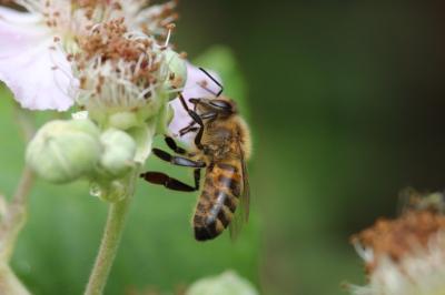 Abeille domestique