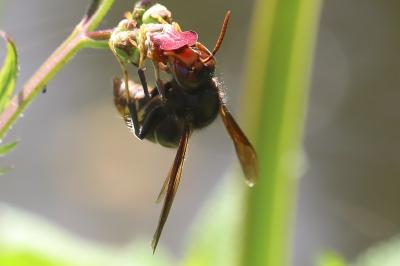 Frelon à pattes jaunes