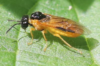<i>Selandria serva</i>