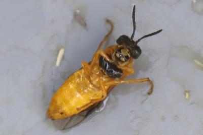Selandria serva