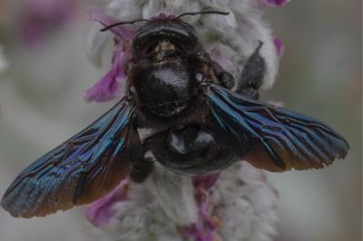 <i>Xylocopa</i>