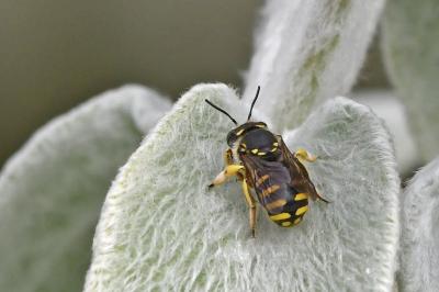 Anthidie à manchettes
