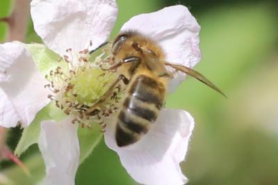 Abeille domestique