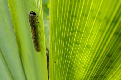 <i>Rhadinoceraea micans</i>