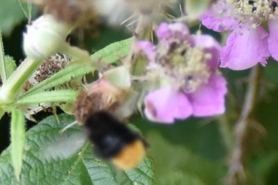<i>Bombus</i>