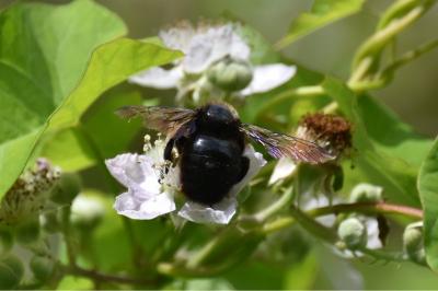 Xylocope violette
