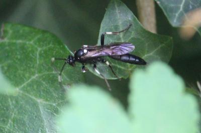<i>Achaius oratorius</i>