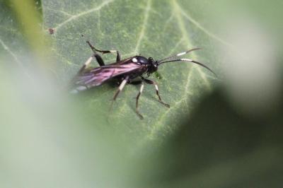 <i>Achaius oratorius</i>
