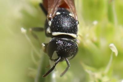 <i>Hylaeus variegatus</i>
