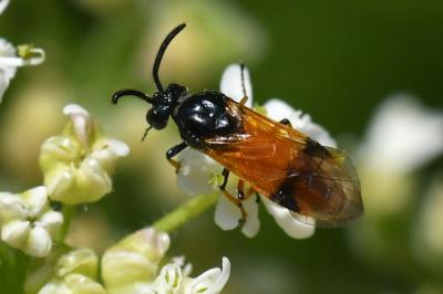 <i>Arge cyanocrocea</i>