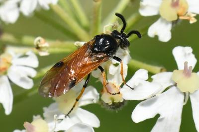 Tenthrède de l’Aubépine
