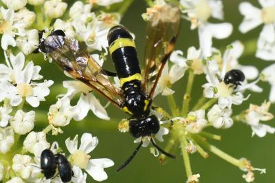 <i>Zonuledo distinguenda</i>