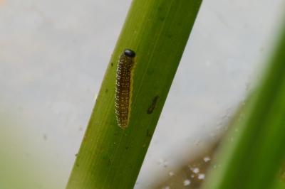 <i>Rhadinoceraea micans</i>