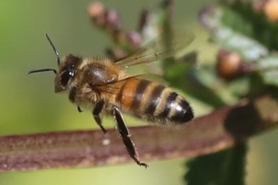Abeille domestique