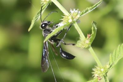 Isodonte mexicaine