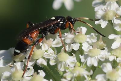 <i>Ichneumon sarcitorius</i>
