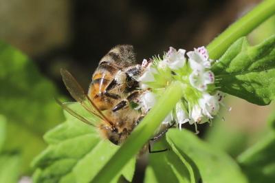 Abeille domestique