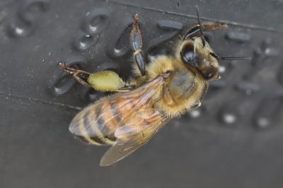 Abeille domestique
