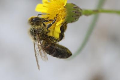 Abeille domestique