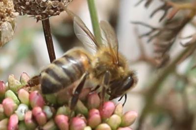 Abeille domestique