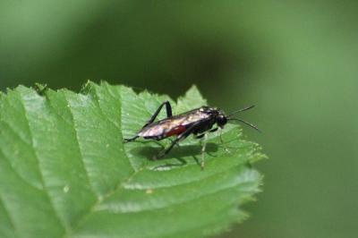<i>Macrophya militaris</i>