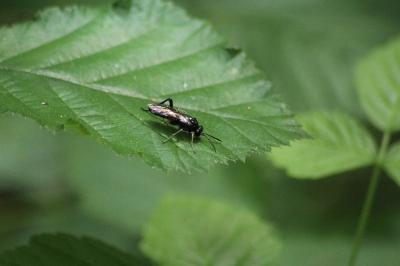 <i>Macrophya militaris</i>