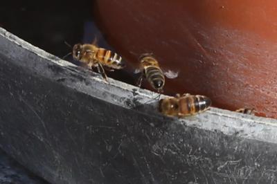 Abeille domestique