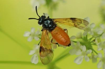 <i>Arge cyanocrocea</i>