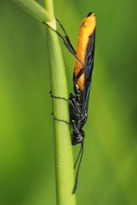 <i>Calameuta pygmaea</i>