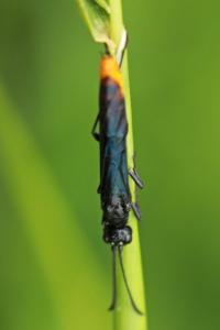 <i>Calameuta pygmaea</i>