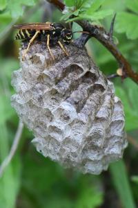 <i>Polistes nimpha</i>
