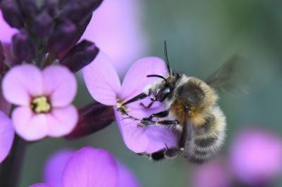 Anthophora plumipes