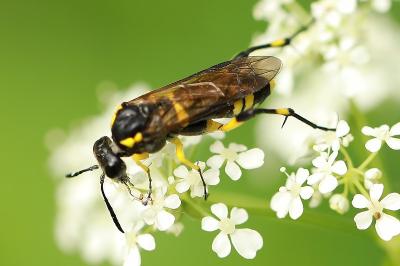 Mouche-à-scie à trois bandes jaunes