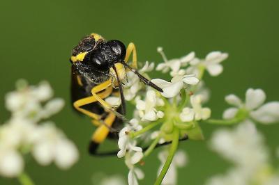 Mouche-à-scie à trois bandes jaunes