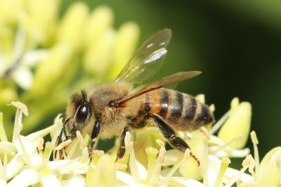 Abeille domestique