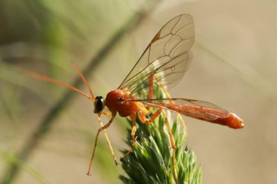 <i>Netelia</i>