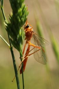 <i>Netelia</i>