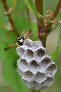 <i>Polistes nimpha</i>