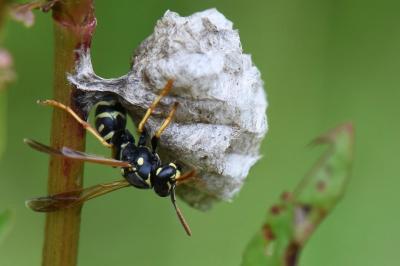 Polistes nimpha