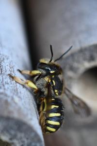 Anthidie à manchettes