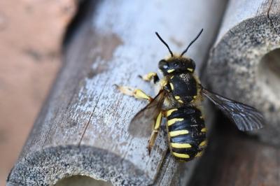 Anthidie à manchettes