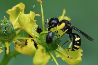 Ectemnius continuus