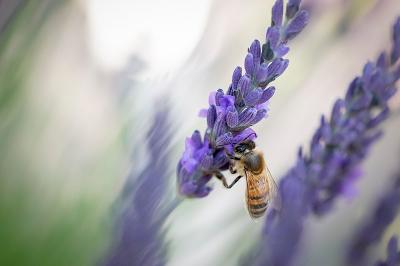 Abeille domestique