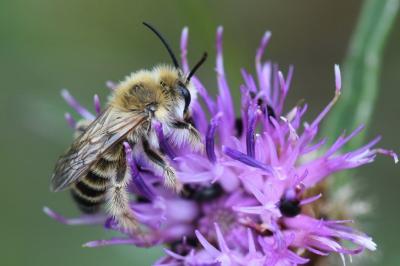 <i>Dasypoda hirtipes</i>
