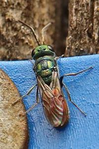 <i>Chrysis</i>